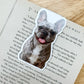 Merle French Bulldog Magnetic Bookmark