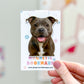 Gray Blue Pit Bull Magnetic Bookmark