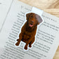 Brown Chesapeake Dog Magnetic Bookmark
